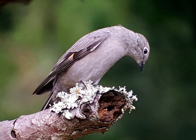 Townsend's Solitaire