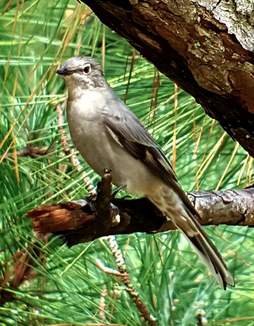 Townsend's Solitaire