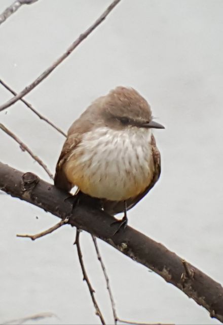 Vermilion Flycatcher