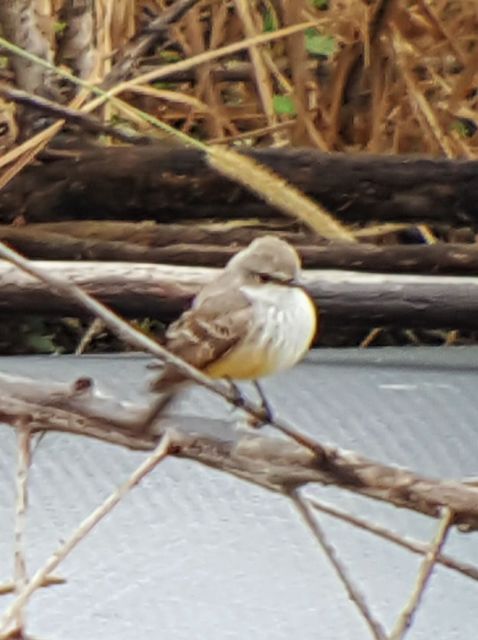 Vermilion Flycatcher