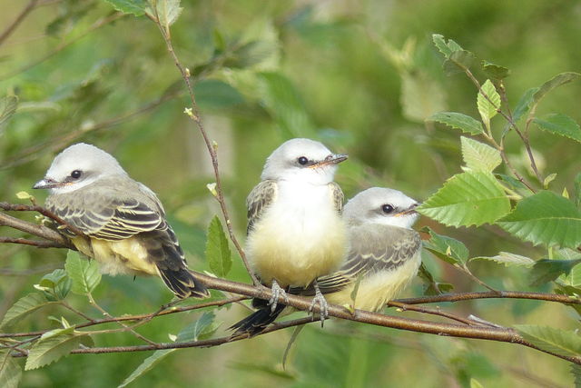 Scissor-tailed Flycatcher