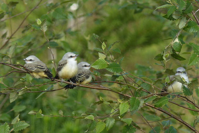 Scissor-tailed Flycatcher