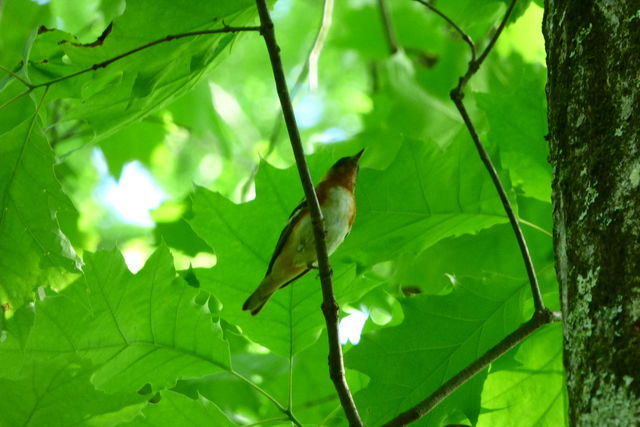 Bay-breasted Warbler