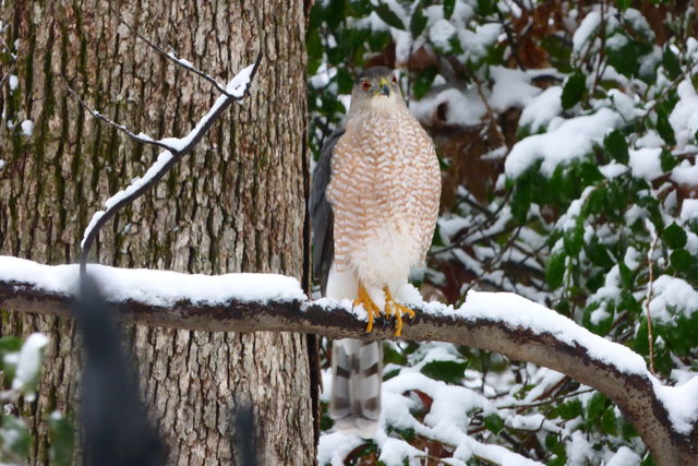 Cooper's Hawk