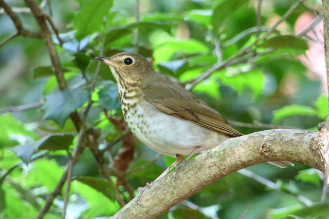 Swainson's Thrush