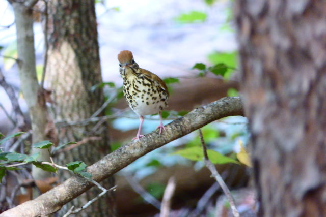 Wood Thrush