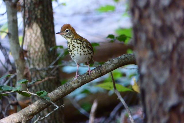 Wood Thrush