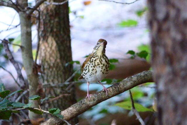 Wood Thrush
