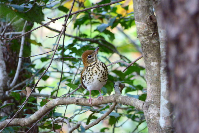 Wood Thrush