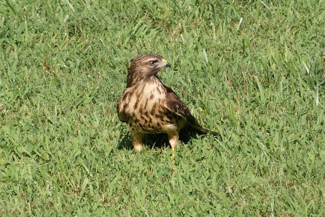 Red-shouldered Hawk