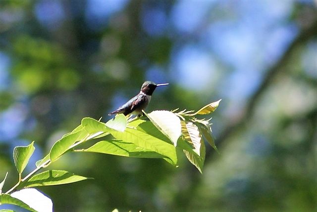 Ruby-throated Hummingbird