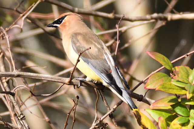 Cedar Waxwing