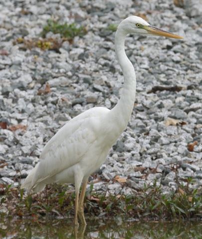 Great Blue Heron (White form)