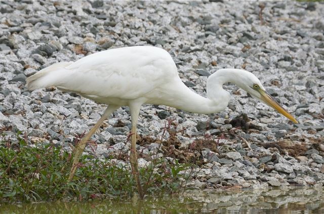 Great Blue Heron (White form)