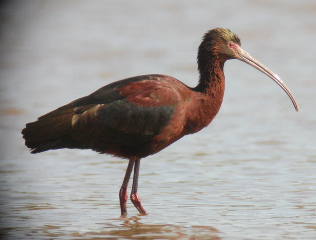 White-faced Ibis