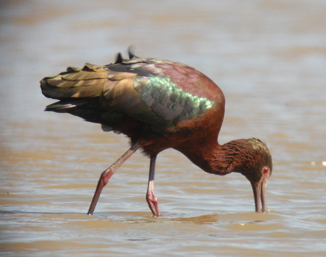 White-faced Ibis