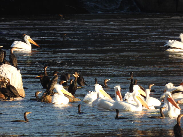 American White Pelican