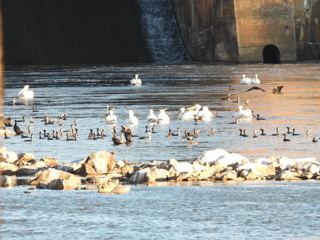 American White Pelican