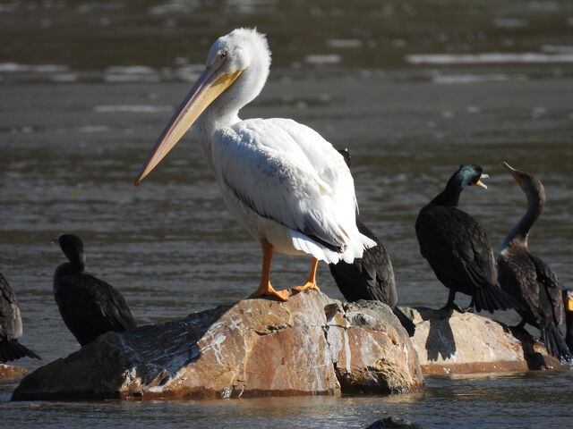 American White Pelican