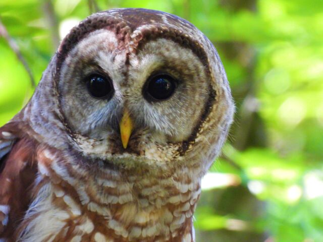 Barred Owl