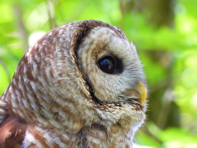 Barred Owl