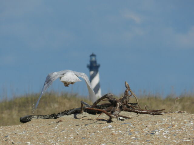 Snowy Owl