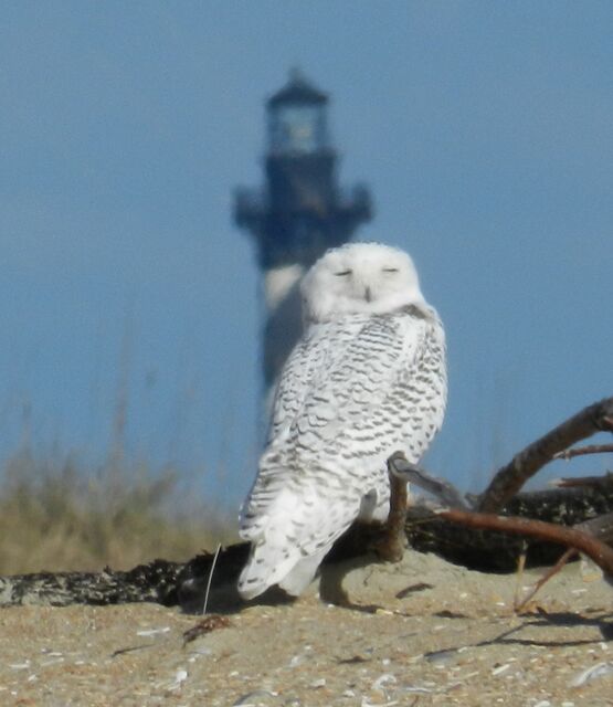 Snowy Owl
