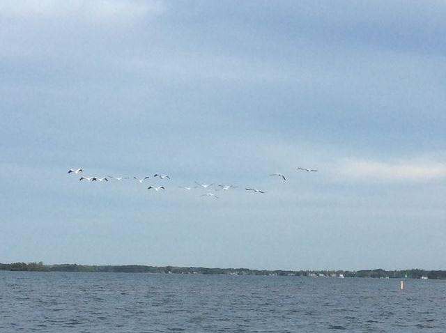 American White Pelican