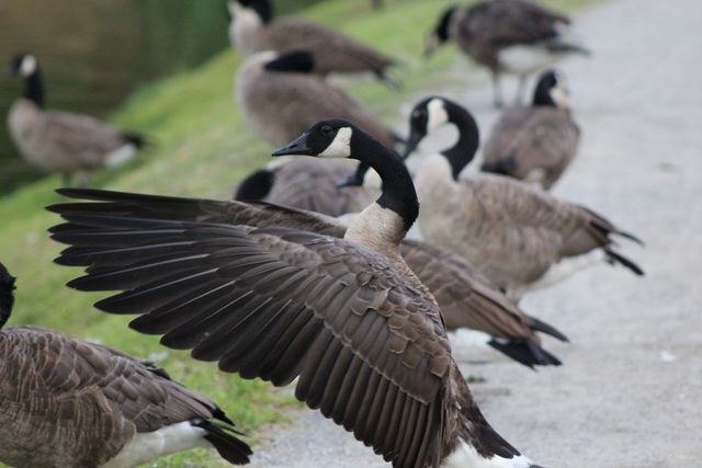 Canada Goose