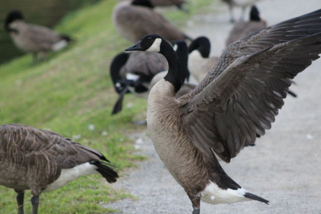 Canada Goose