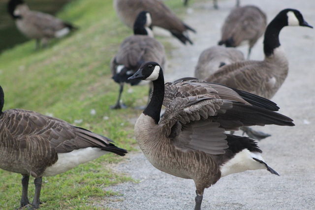 Canada Goose