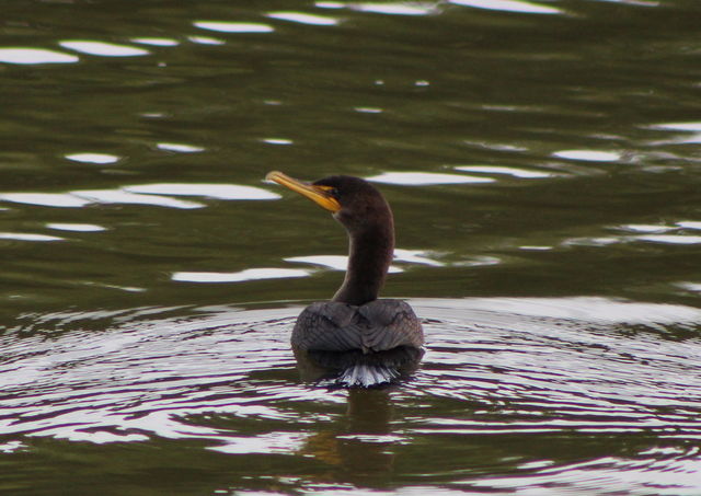Double-crested Cormorant