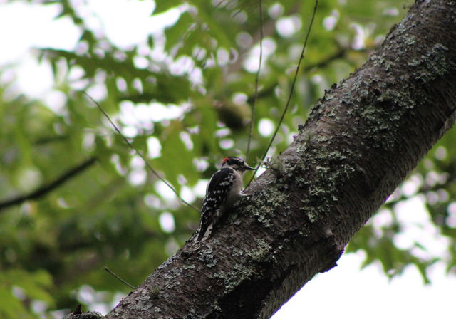 Downy Woodpecker