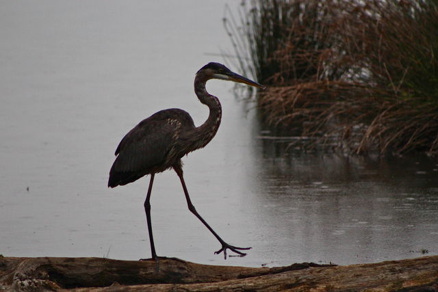 Great Blue Heron
