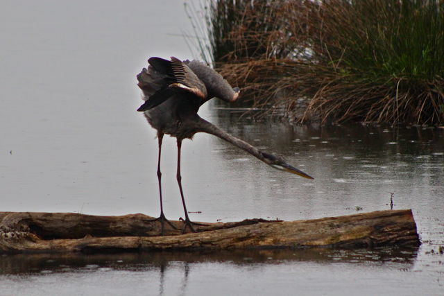 Great Blue Heron
