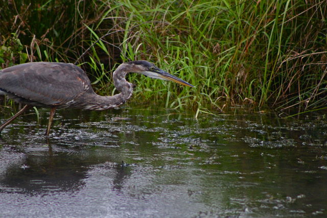 Great Blue Heron