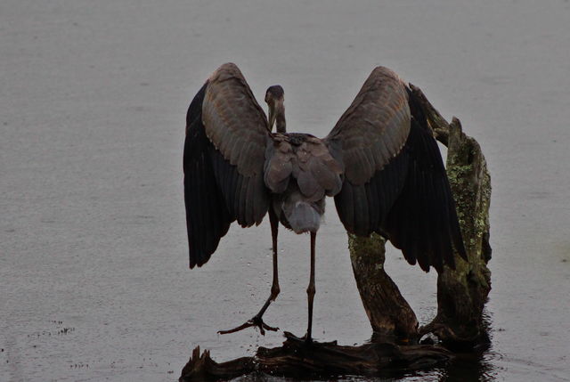 Great Blue Heron