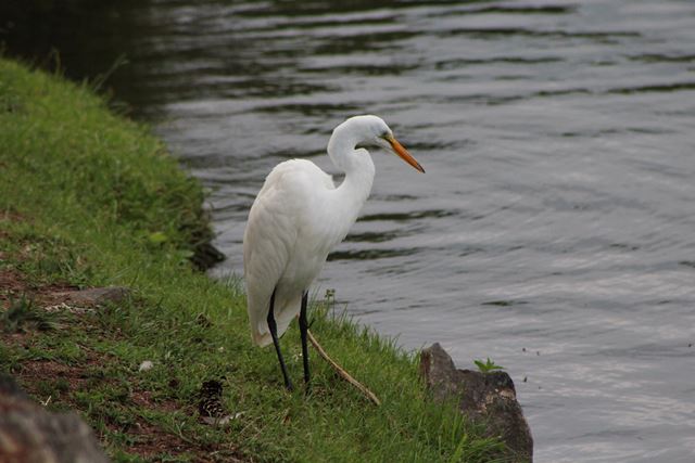 Great Egret