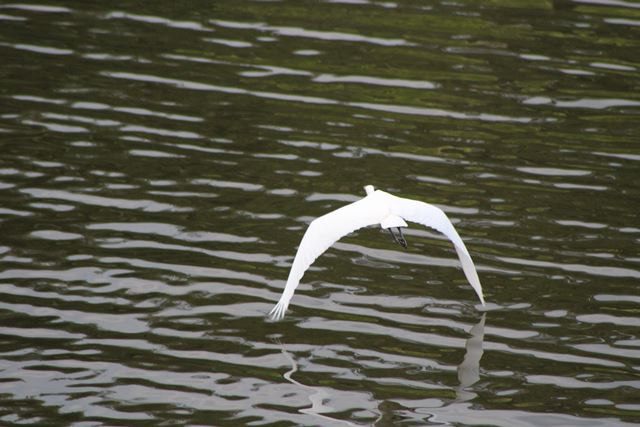 Great Egret