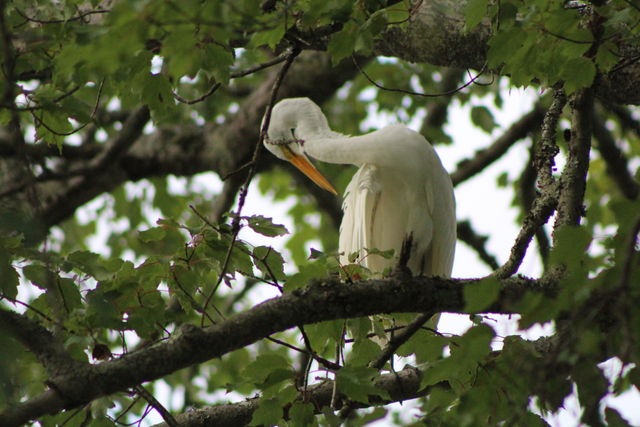 Great Egret