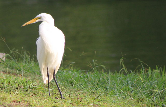 Great Egret