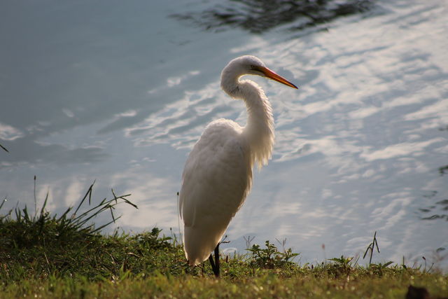 Great Egret