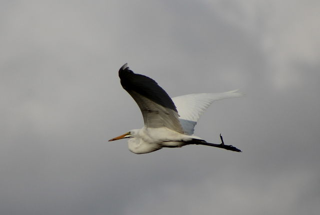 Great Egret