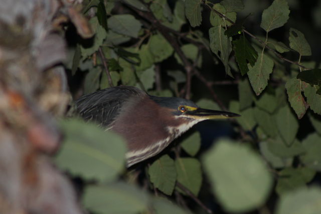 Green Heron