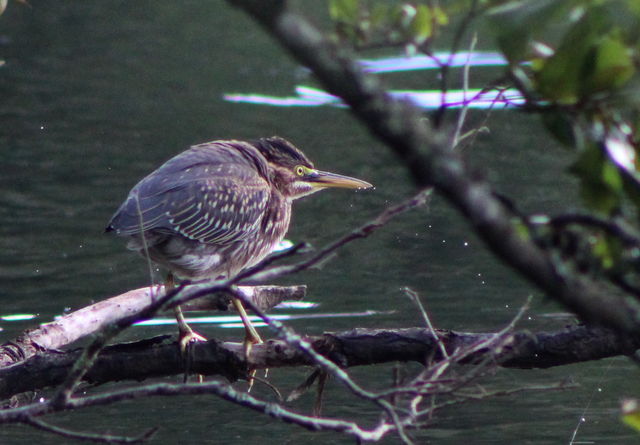 Green Heron