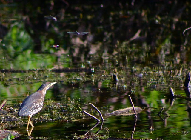 Green Heron