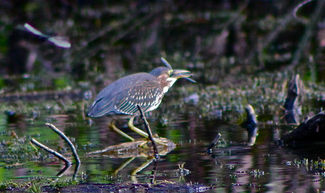 Green Heron