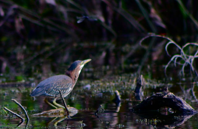 Green Heron