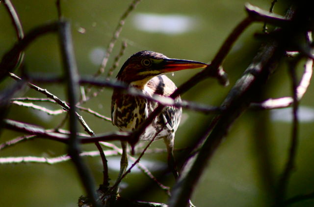Green Heron
