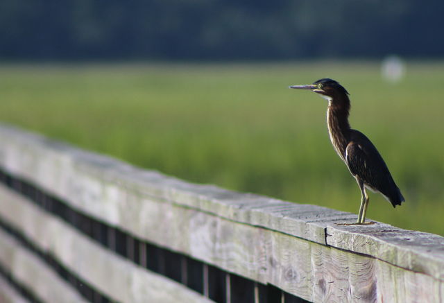 Green Heron